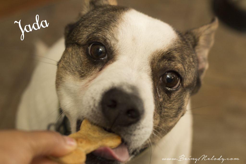 Homemade Dog Treats, Dog Biscuits, Peanut Butter and Chicken Dog Biscuits