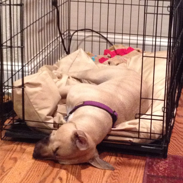 Jujubee in Crate