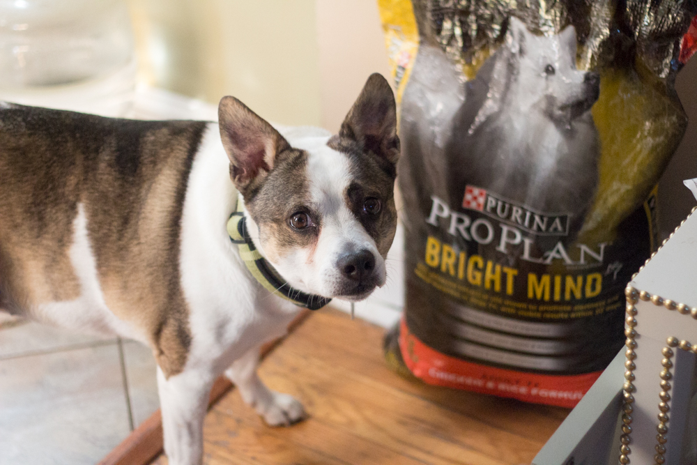 Jada and Purina ProPlan Bright Mind Dog Food. #brightmind #collectivebias