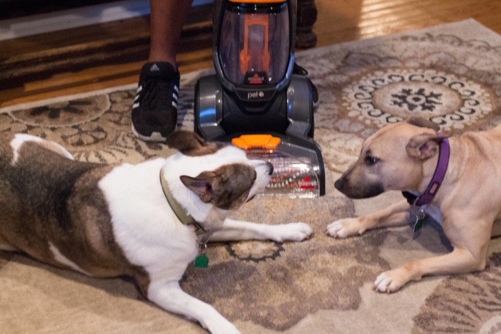 Great Tips for Keeping the Home Clean When you Have Pets this Holiday Season