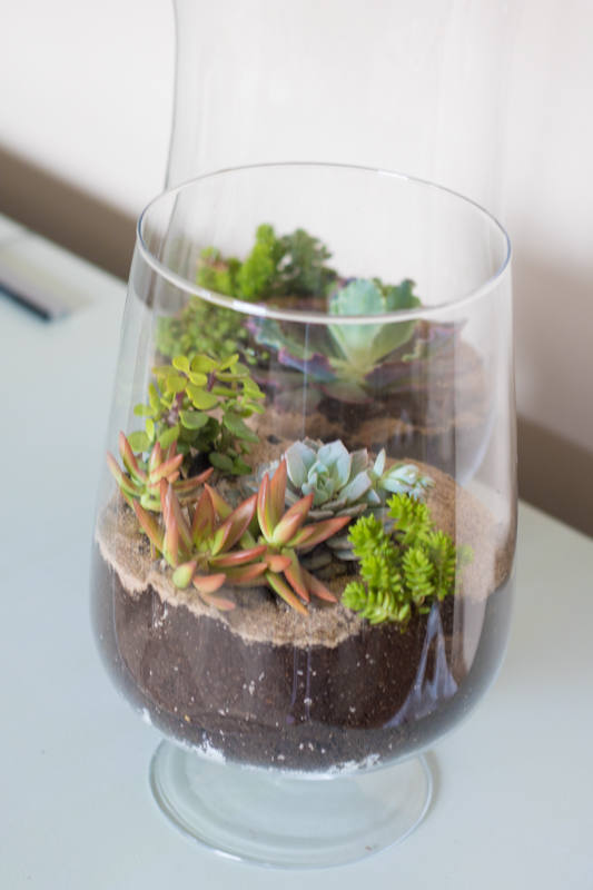Creating a Succulent Garden in a Vase (10 of 12)
