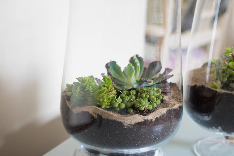 Creating a Succulent Garden in a Vase (11 of 12)