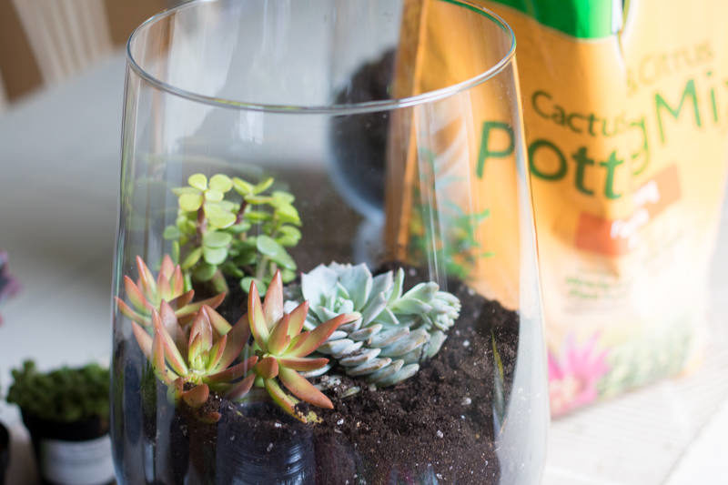 Creating a Succulent Garden in a Vase (8 of 12)